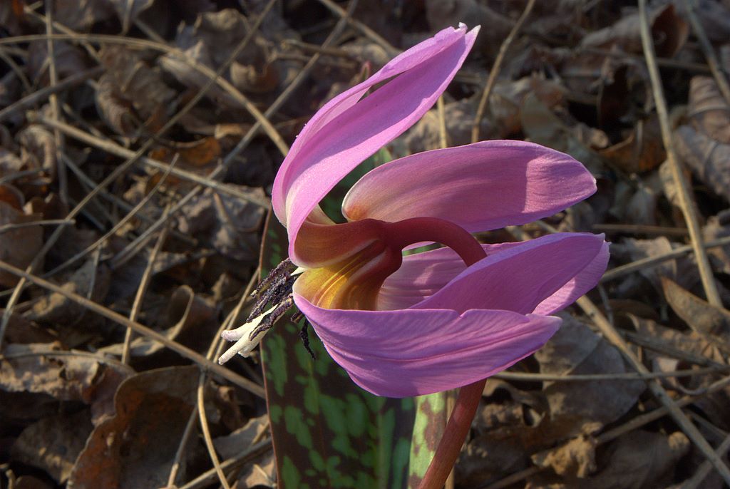 Variabilit cromatica dell''Erythronium dens-canis
